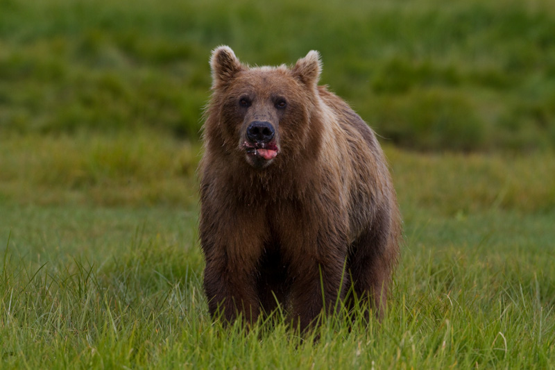 Grizzly Bear Eating Salmon